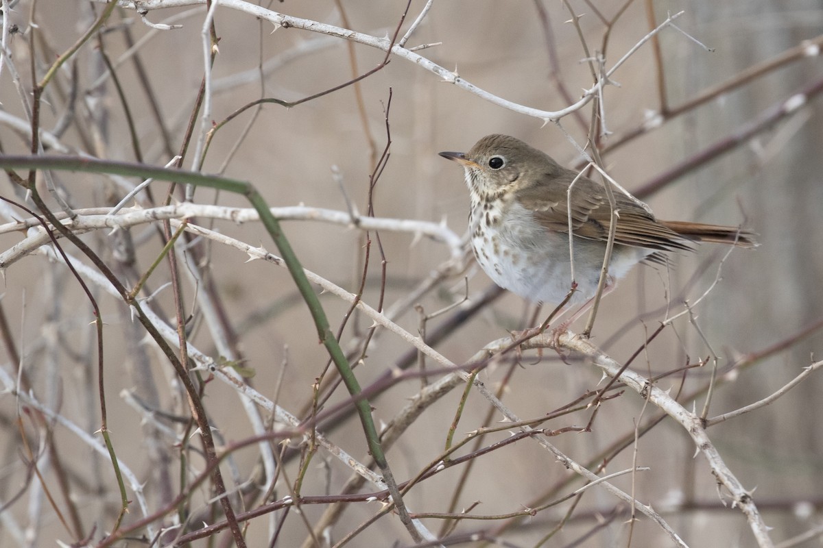 Tordo di Pallas - ML629714444