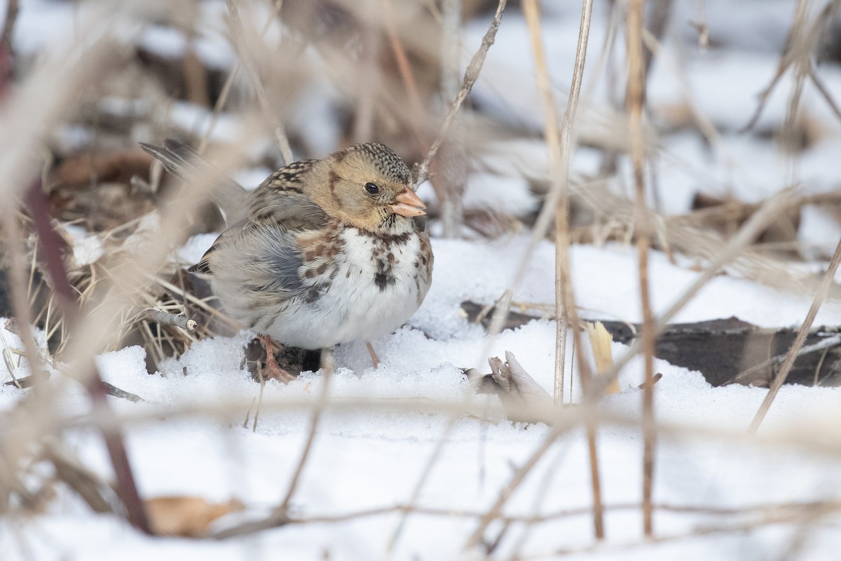 Harris's Sparrow - ML629714452