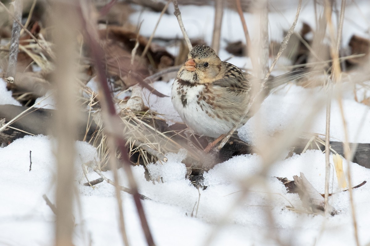 Harris's Sparrow - ML629714453