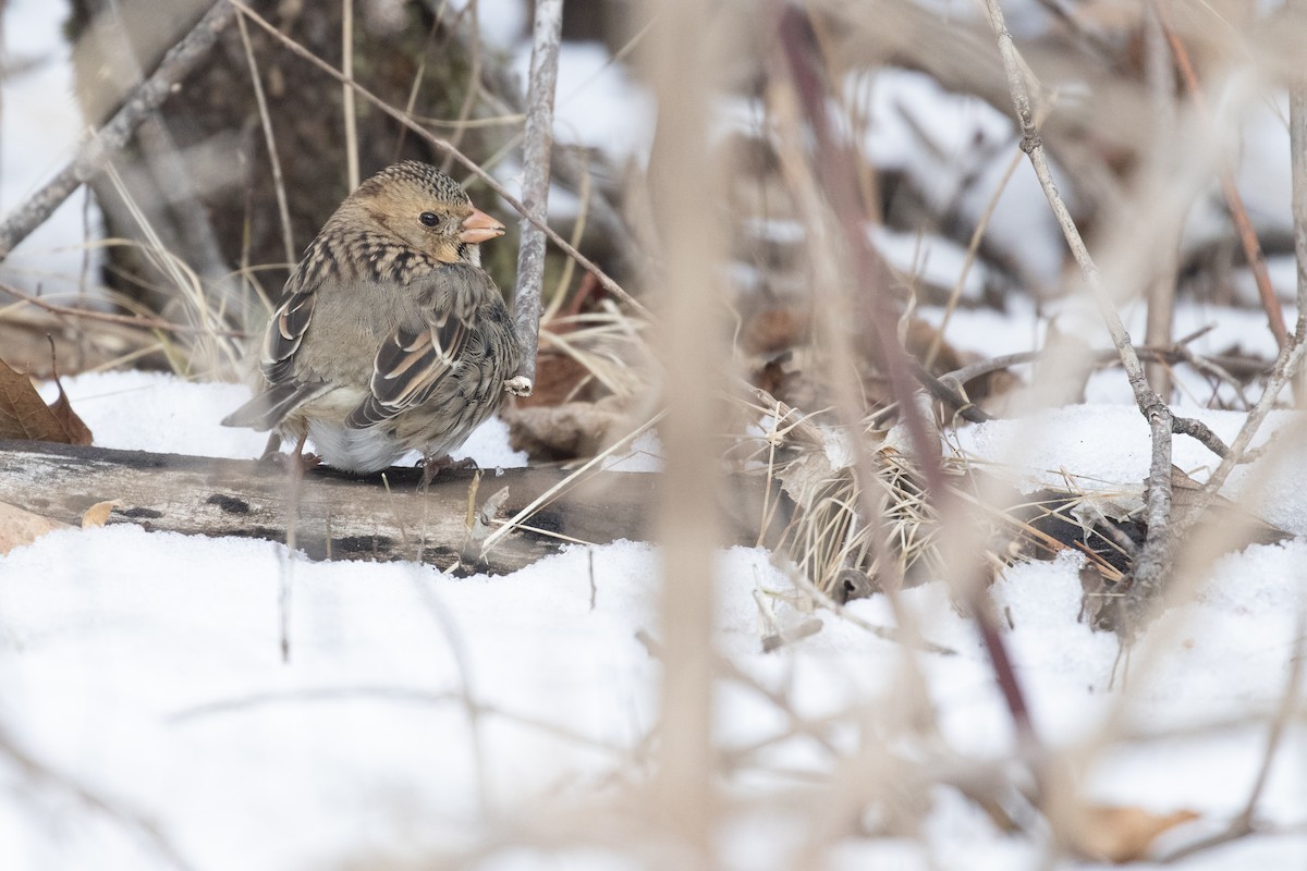 Harris's Sparrow - ML629714454