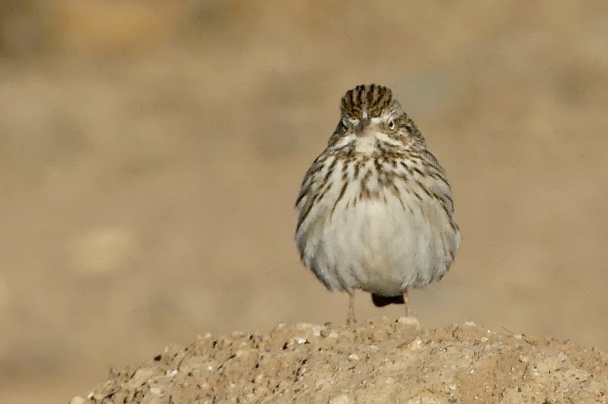 Vesper Sparrow - ML629714722