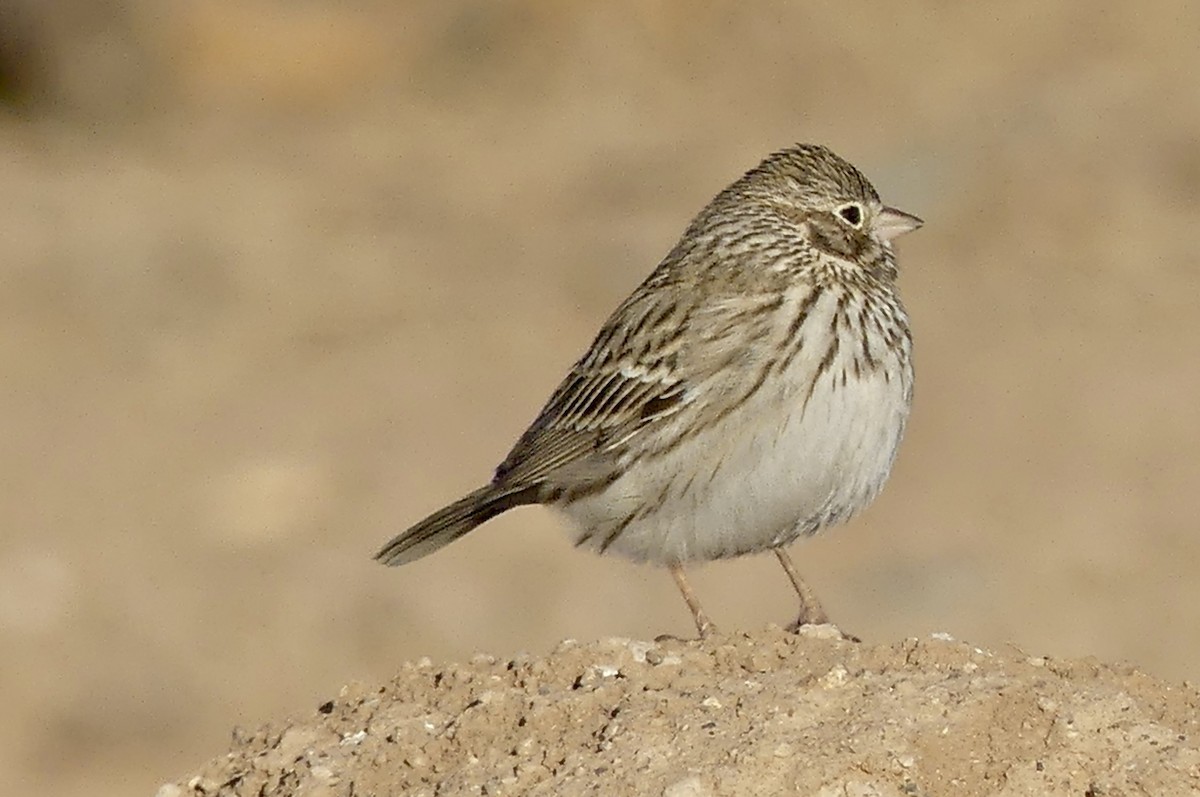 Vesper Sparrow - ML629714723