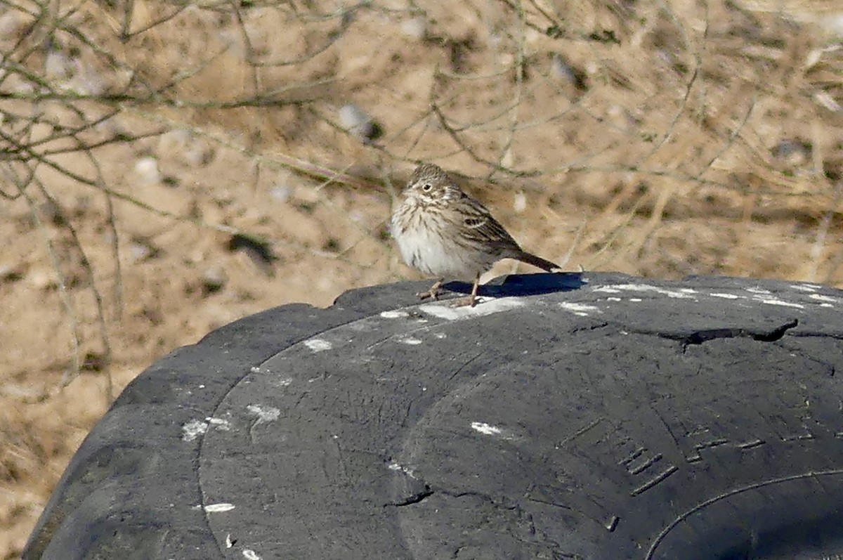 Vesper Sparrow - ML629714724