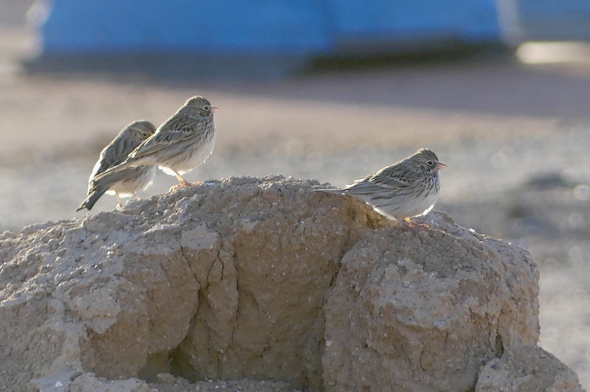 Vesper Sparrow - ML629714725