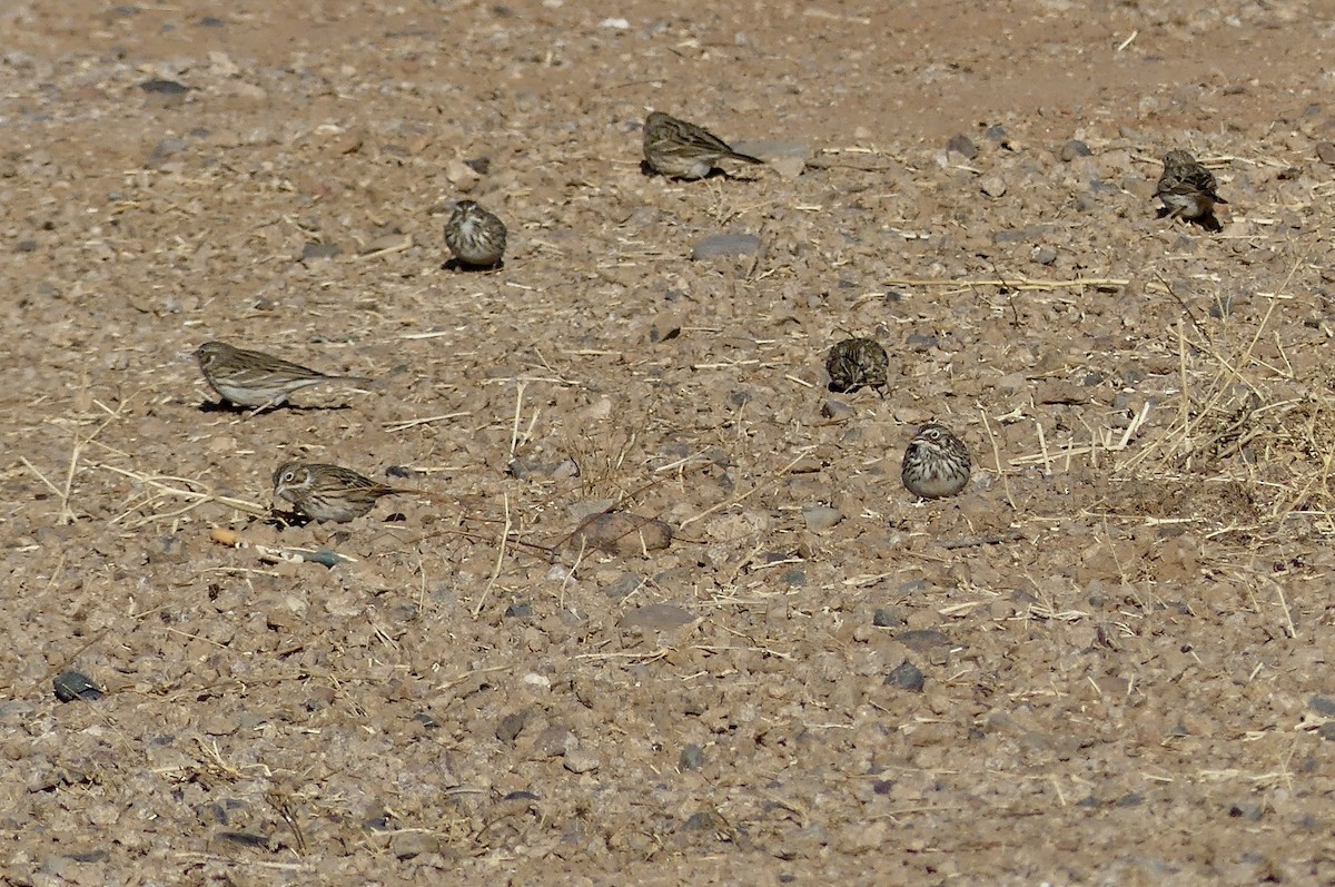 Vesper Sparrow - ML629714726
