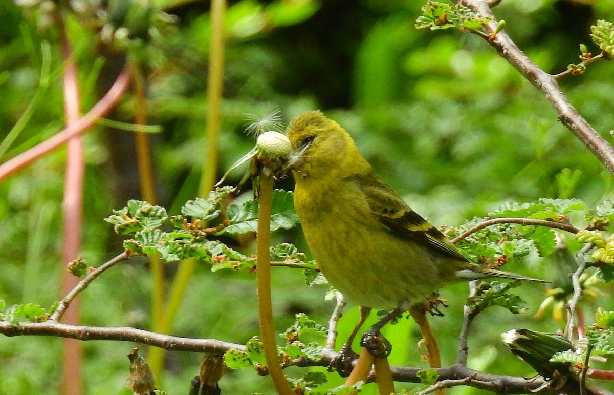 Black-chinned Siskin - ML629714852