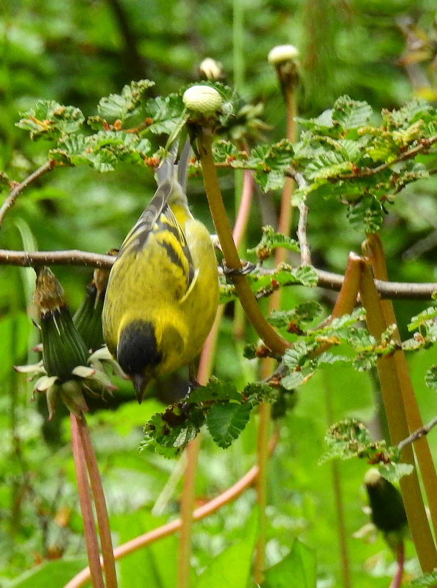 Black-chinned Siskin - ML629714853