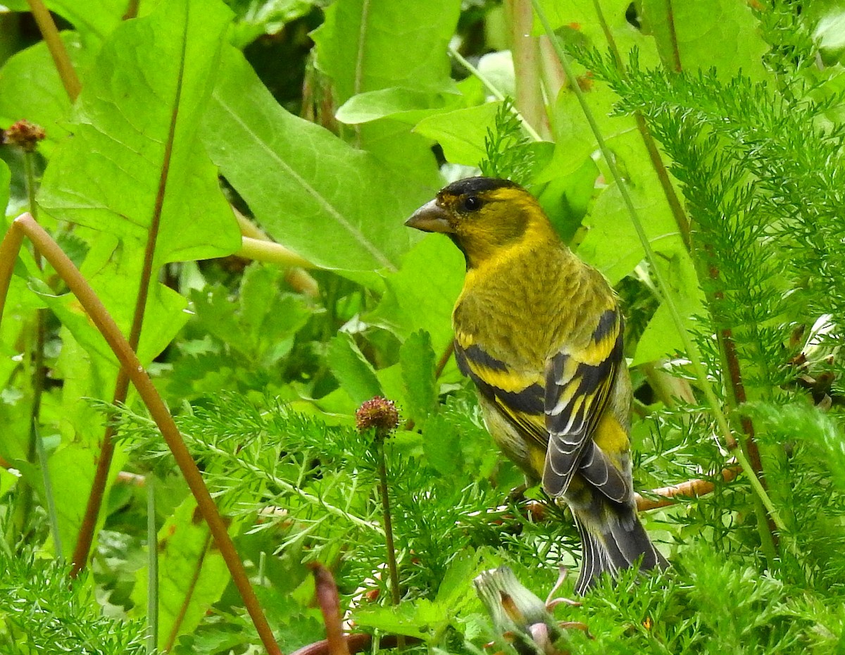 Black-chinned Siskin - ML629714855