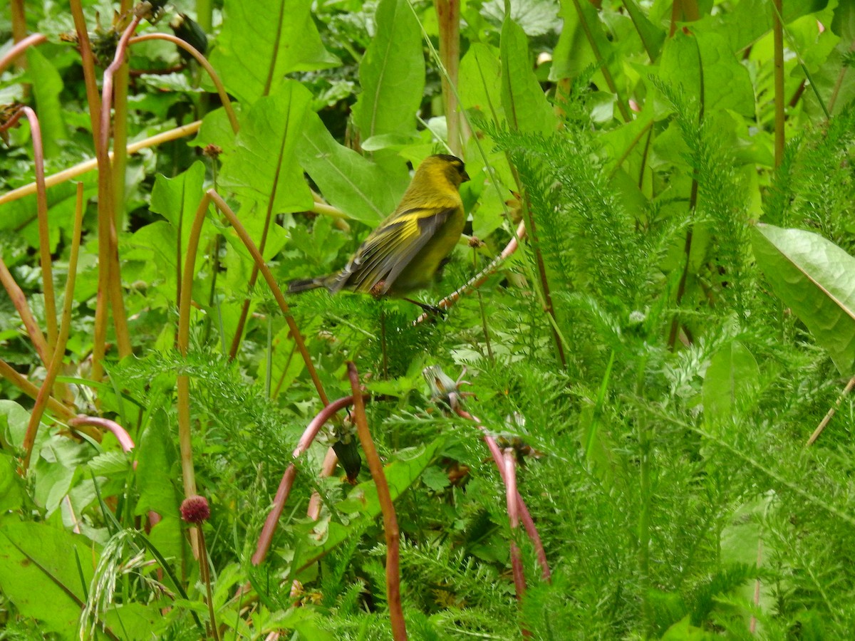 Black-chinned Siskin - ML629714861
