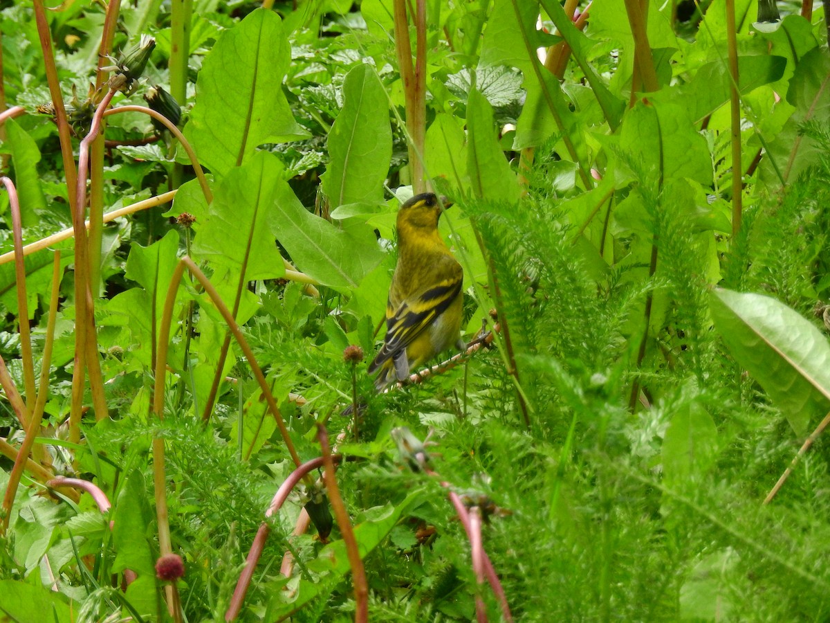 Black-chinned Siskin - ML629714862