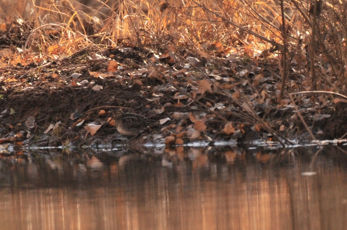 Wilson's Snipe - ML629715031