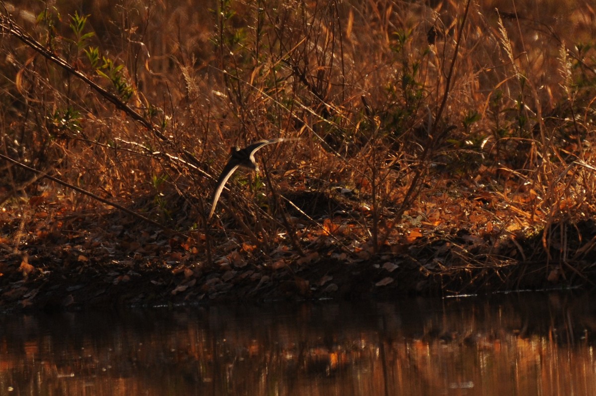 Wilson's Snipe - ML629715033