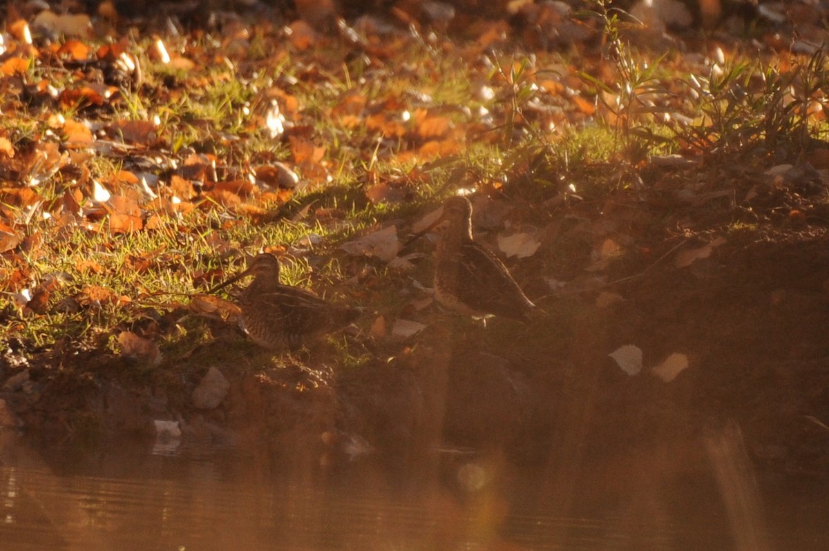 Wilson's Snipe - ML629715034