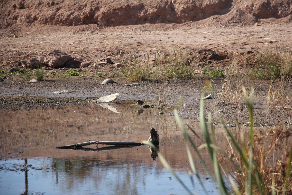 Wilson's Snipe - ML629715325