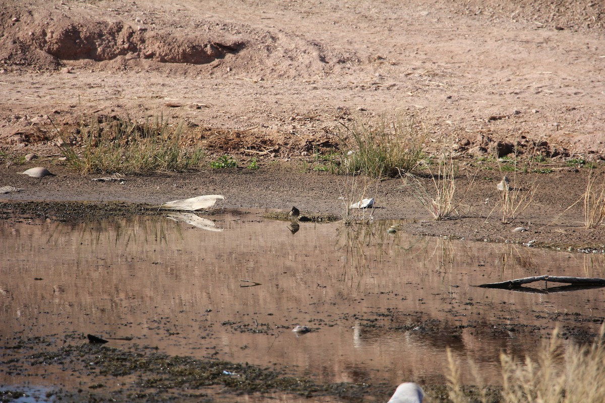Wilson's Snipe - ML629715326