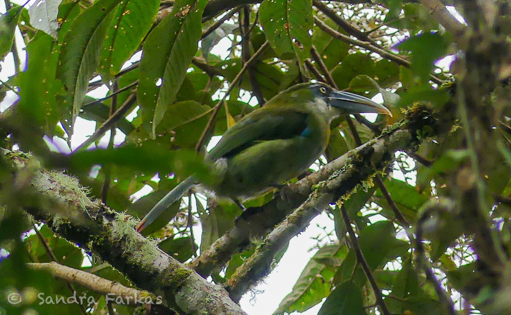 Blue-banded Toucanet - ML629715338
