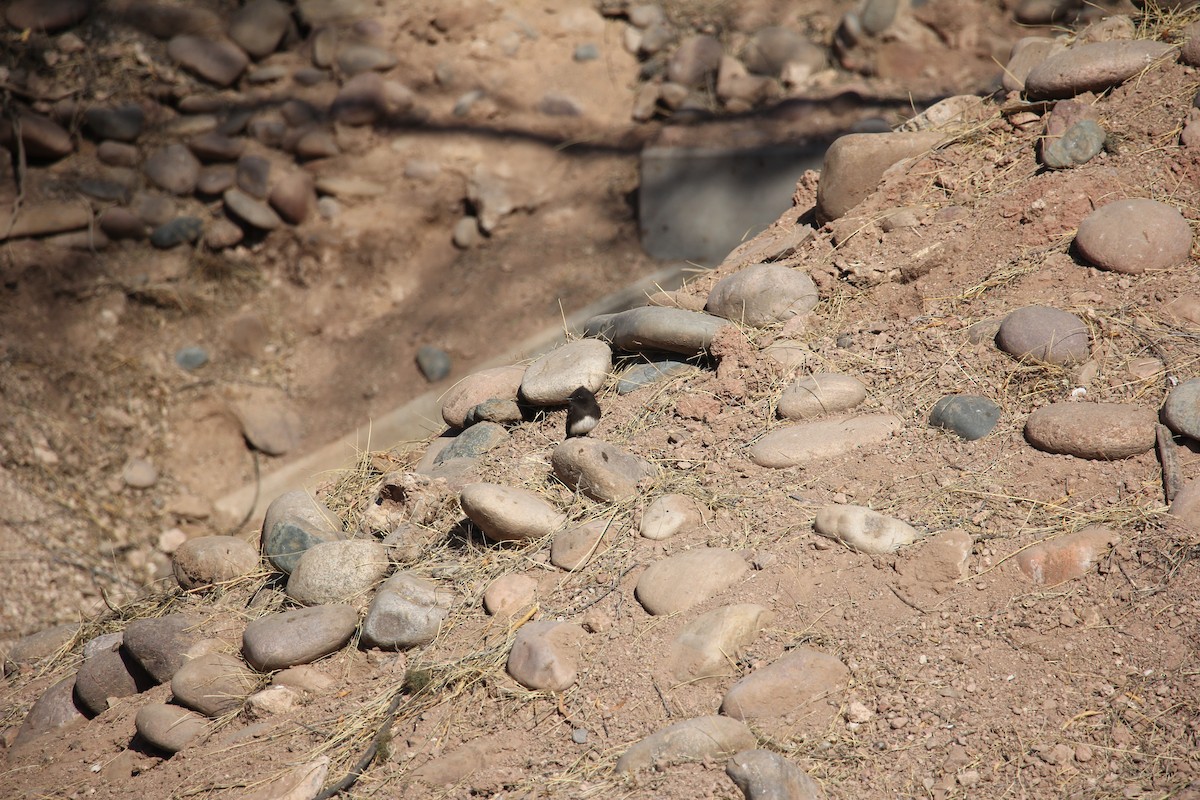 Black Phoebe - ML629715352