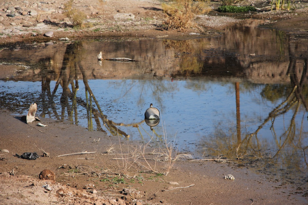 Black Phoebe - ML629715353