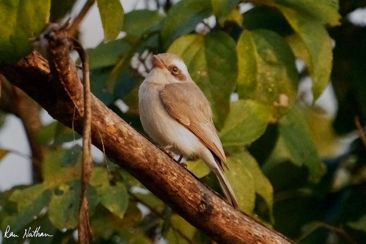 Common Woodshrike - ML629715365