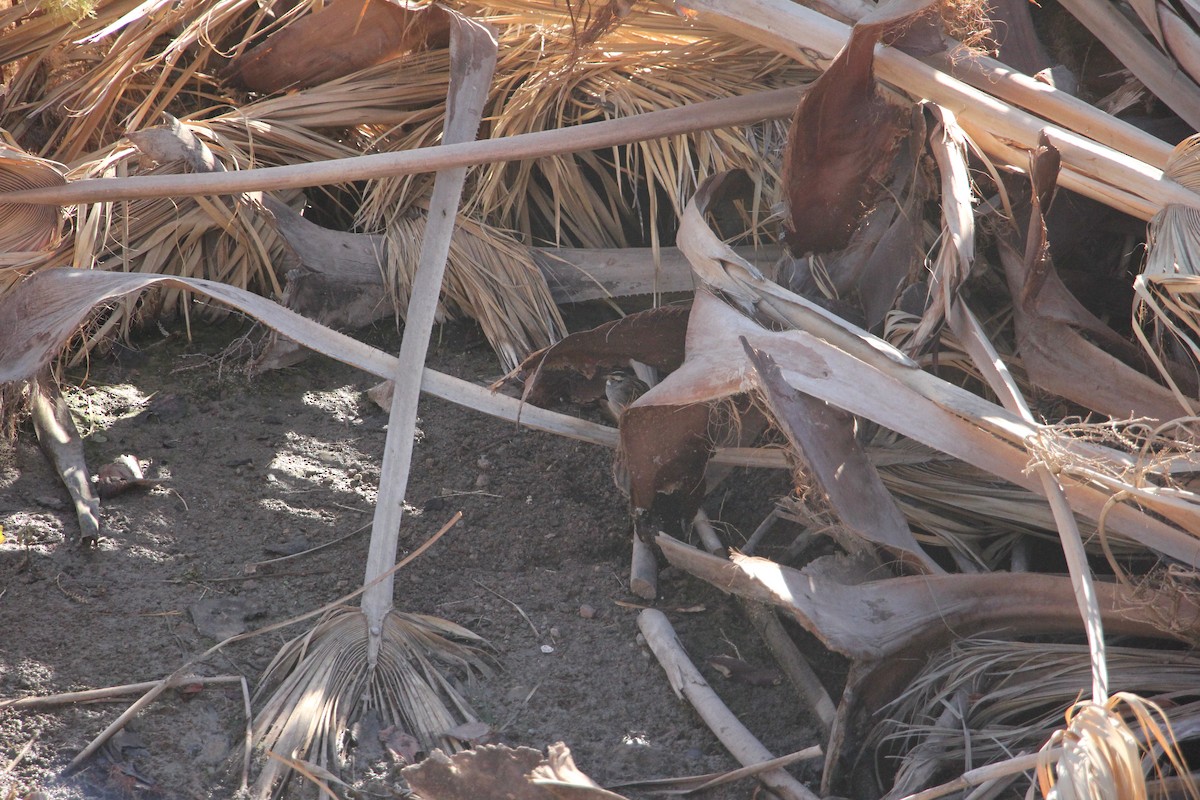 White-throated Sparrow - ML629715375