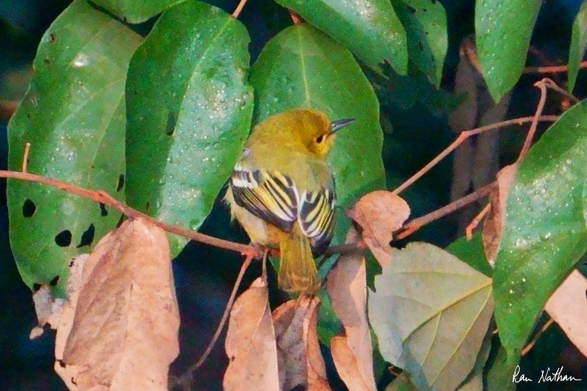 Common Iora - ML629715384