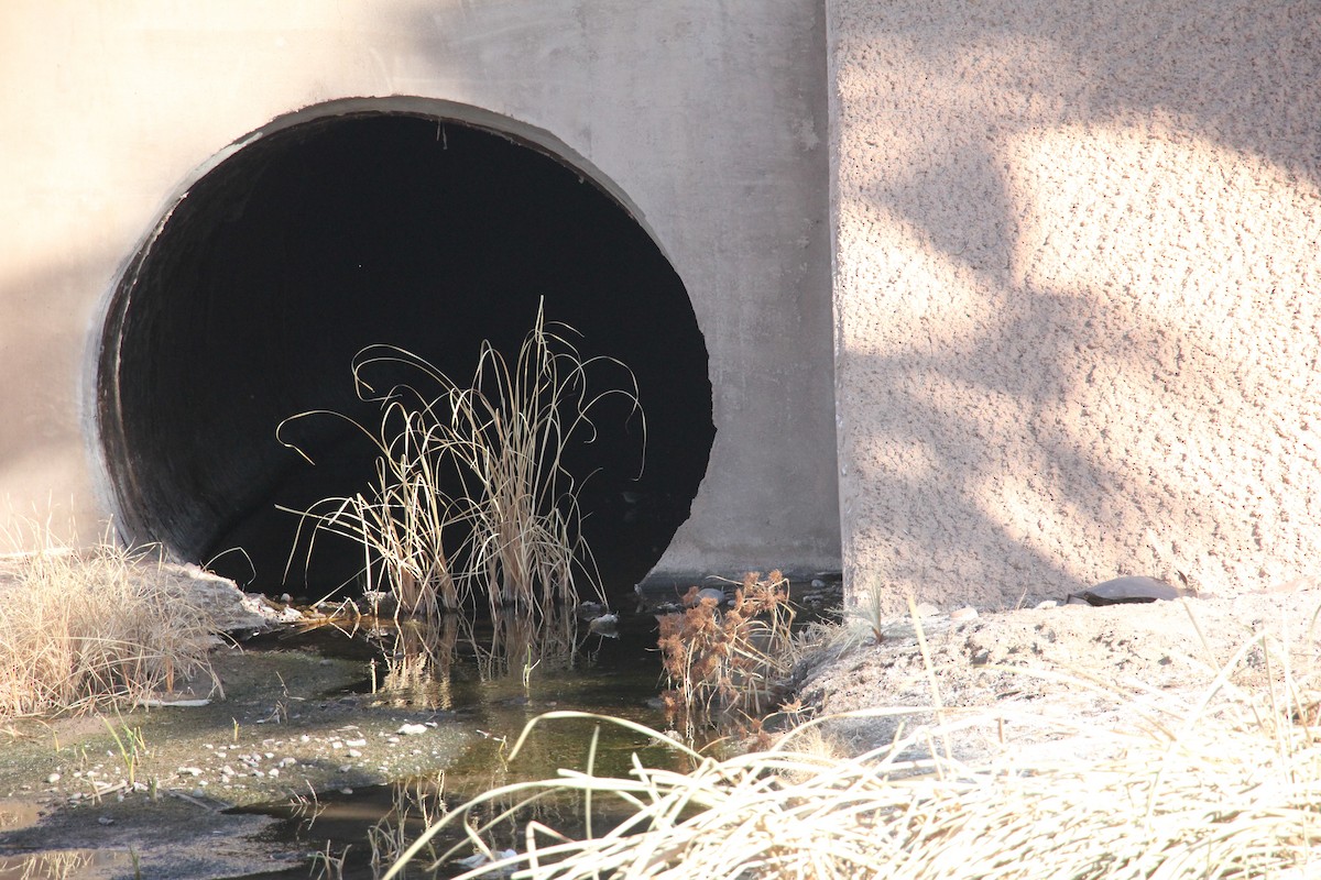 Northern Waterthrush - ML629715387