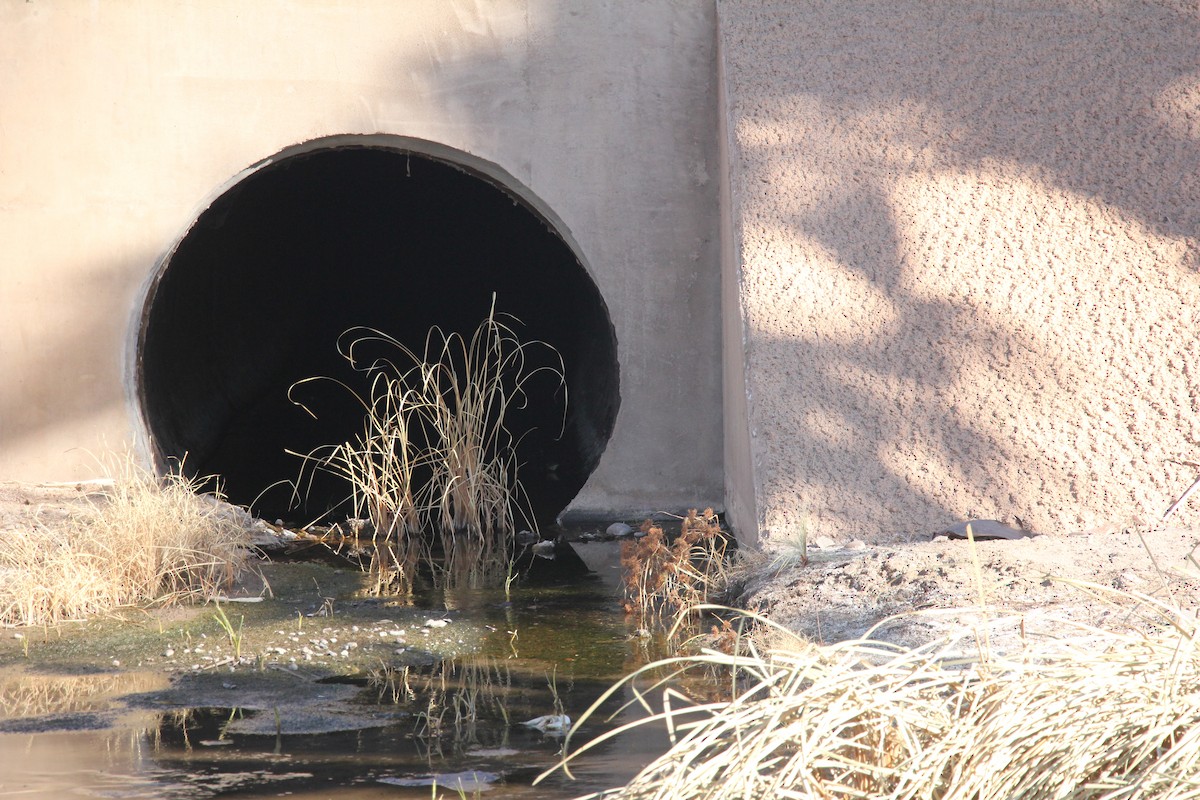 Northern Waterthrush - ML629715388