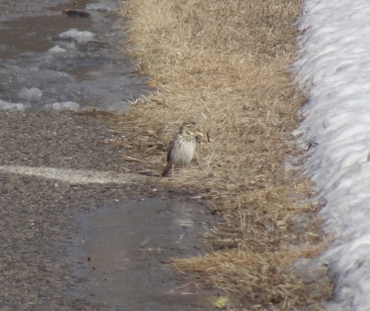 Savannah Sparrow - ML629715418