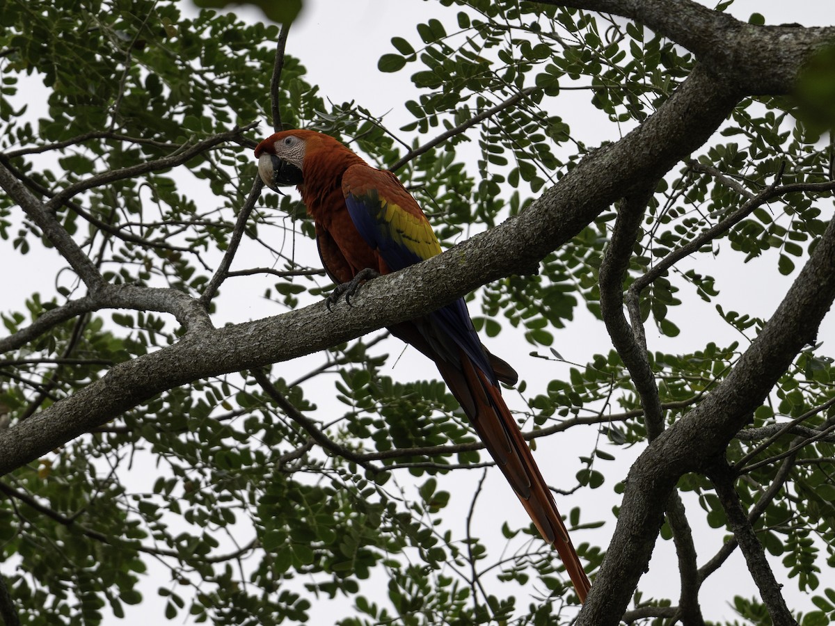 Scarlet Macaw - ML629715433