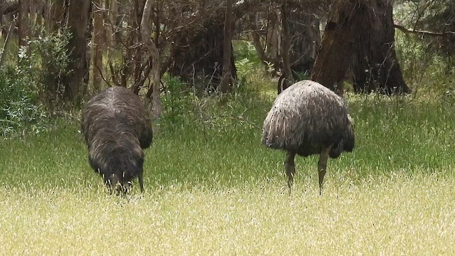 Emu - ML629715600