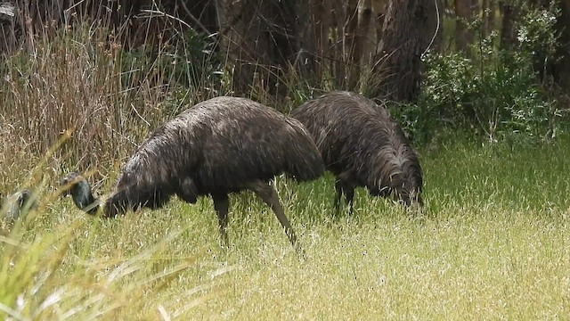 Emu - ML629715678