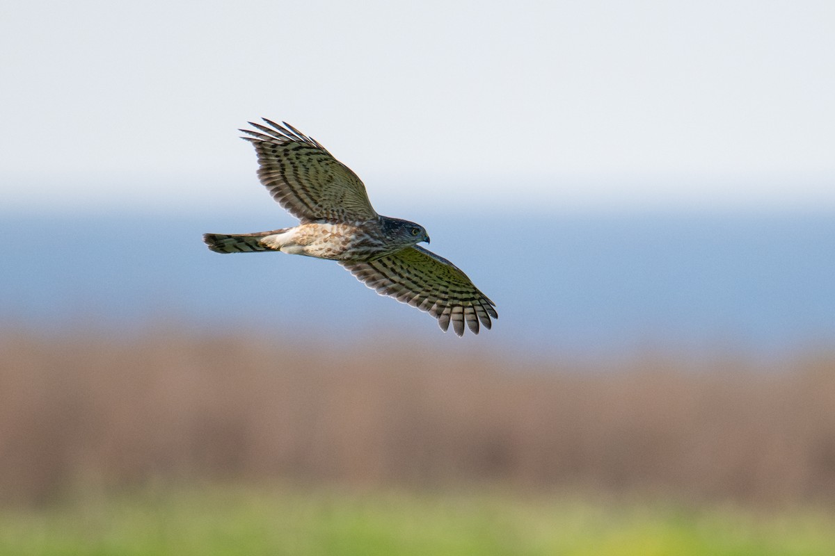 Sharp-shinned Hawk - ML629715790