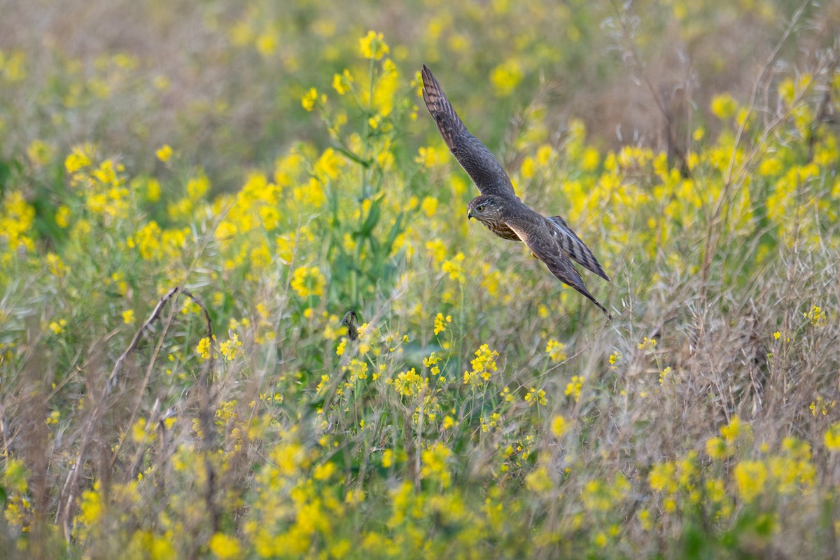 Sharp-shinned Hawk - ML629715791