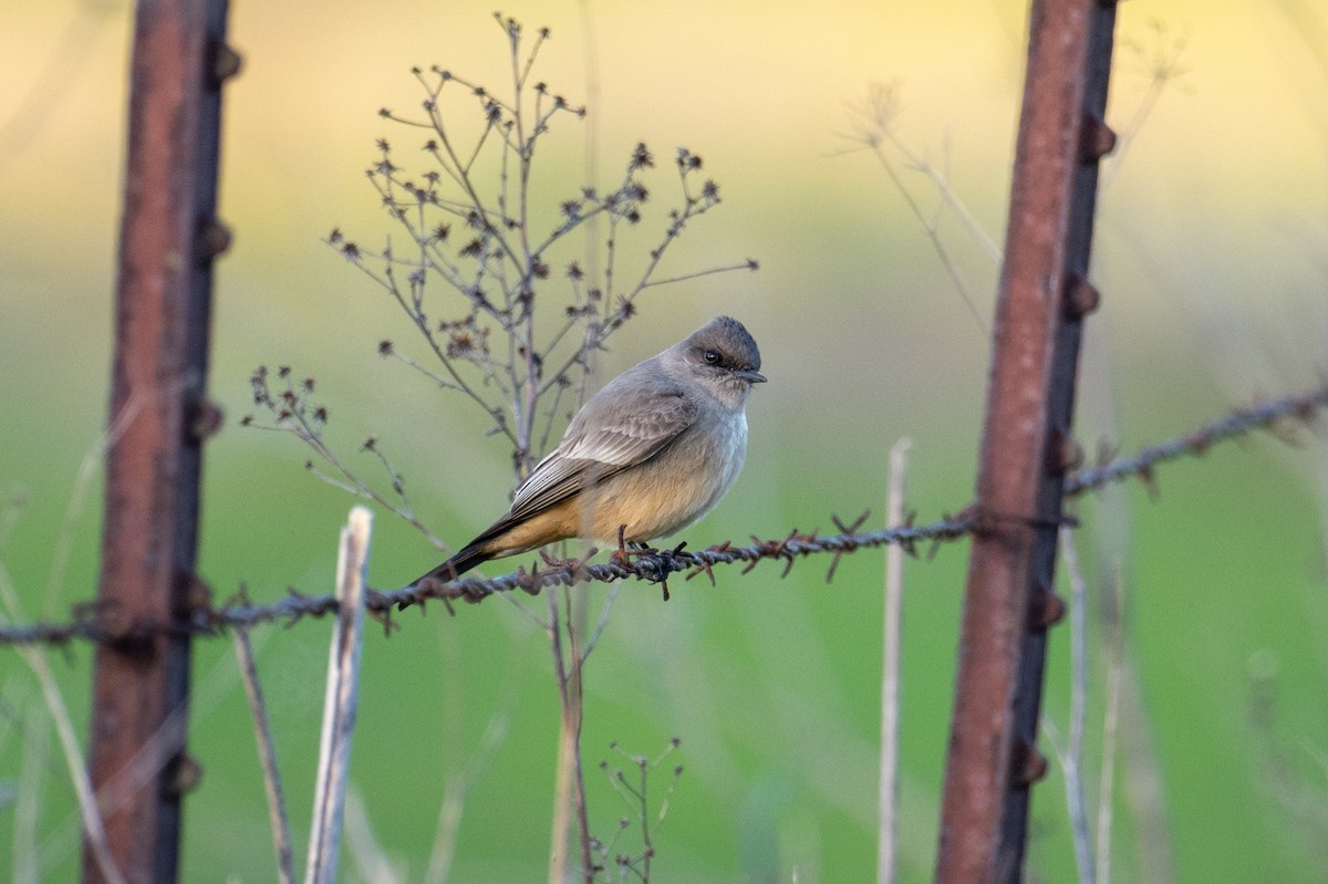 Say's Phoebe - ML629715833