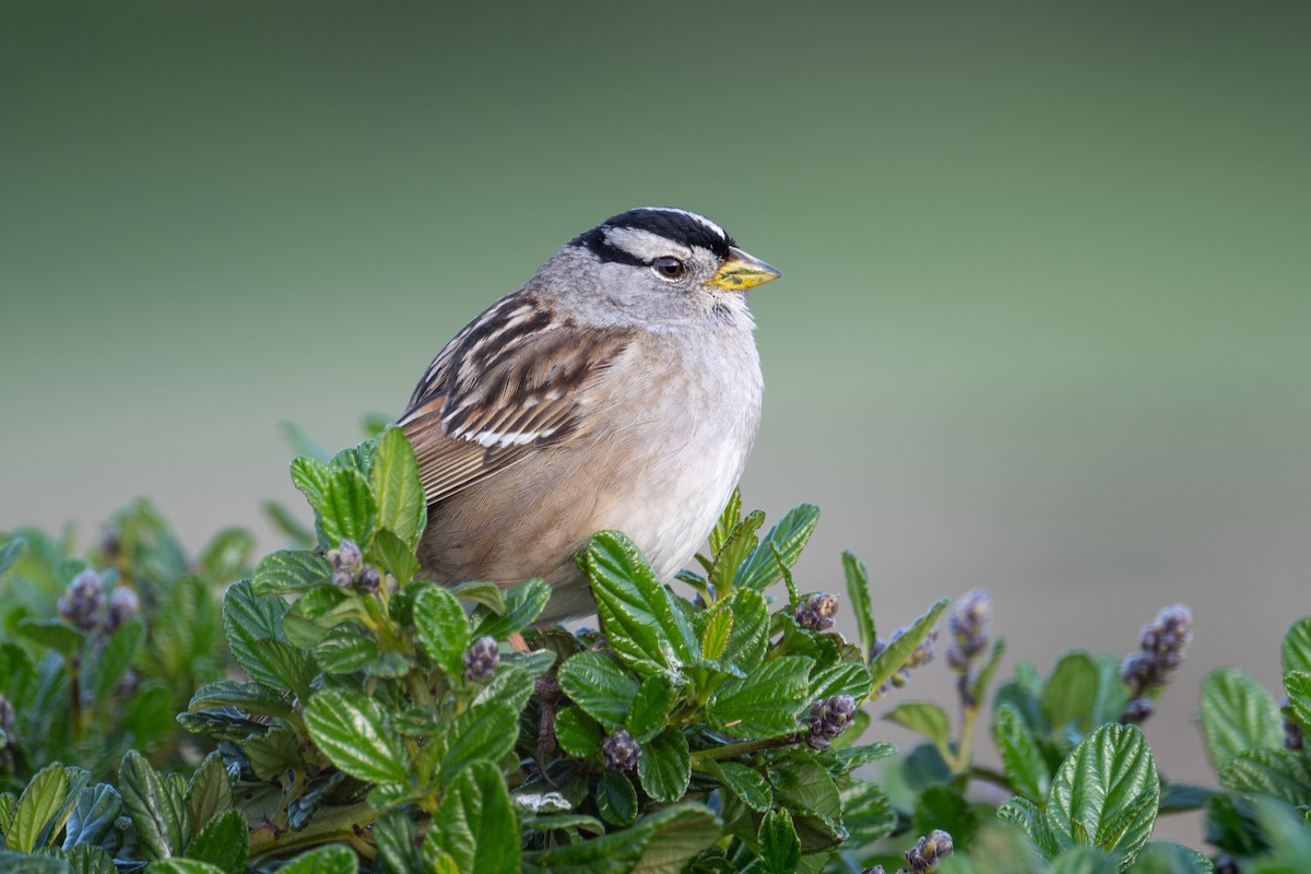 White-crowned Sparrow - ML629715837