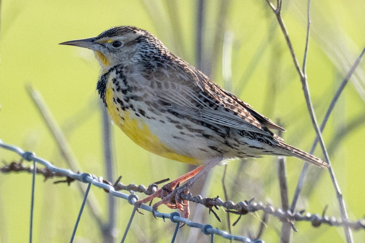 Western Meadowlark - ML629715841