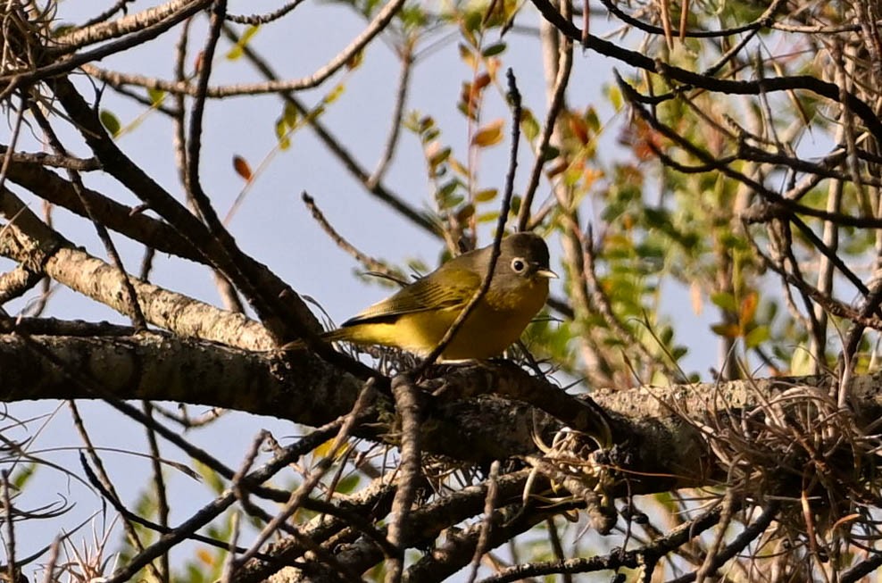 Nashville Warbler - ML629715935