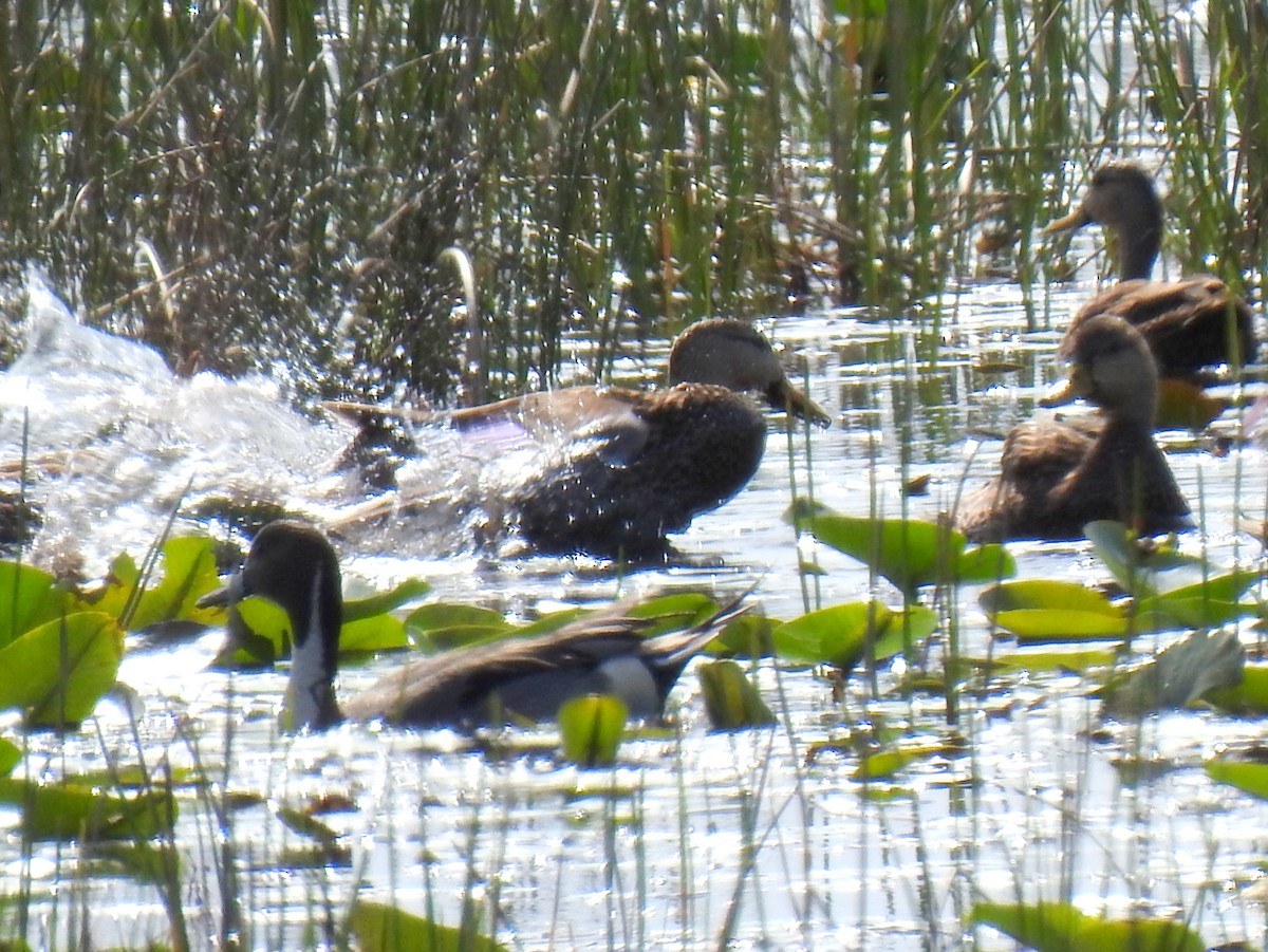 Northern Pintail - ML629716002