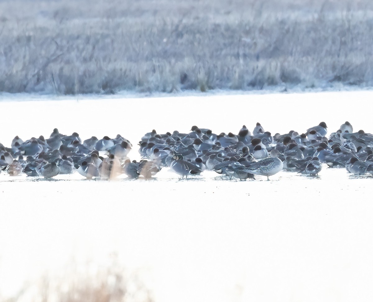 Baikal Teal - ML629716122