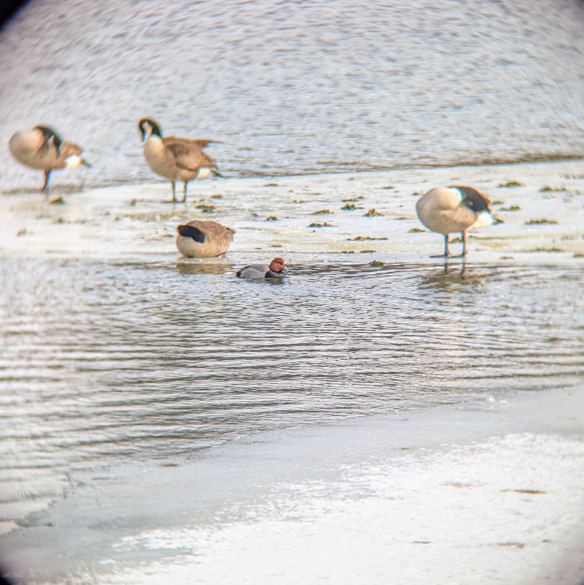 Redhead - ML629716215