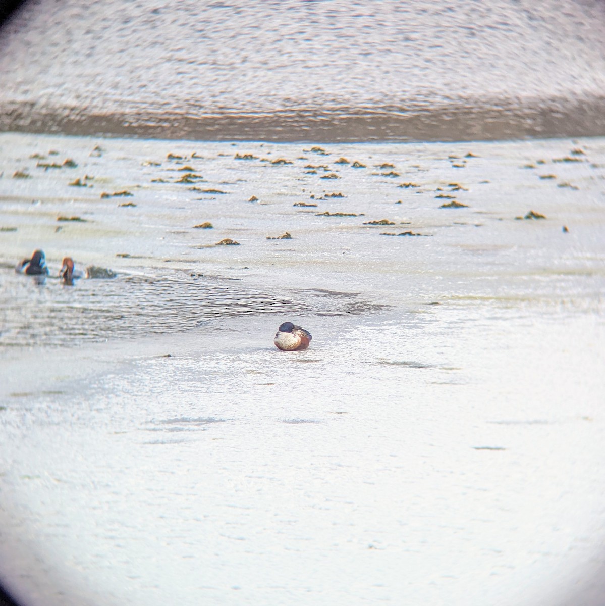 Northern Shoveler - ML629716240