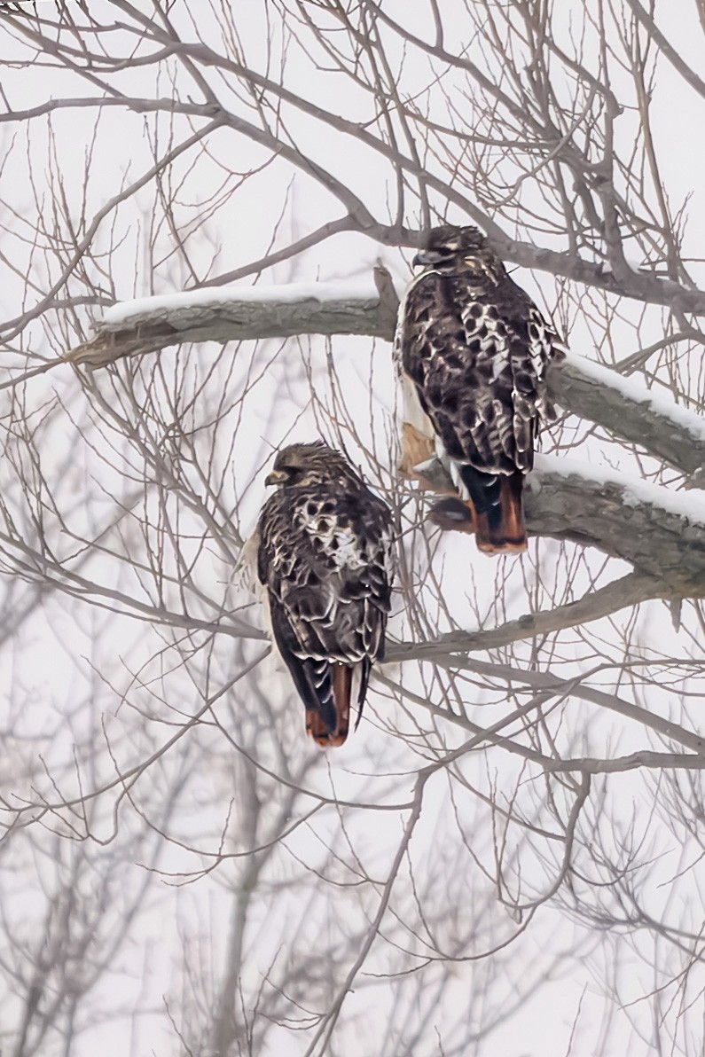 Red-tailed Hawk - ML629716347