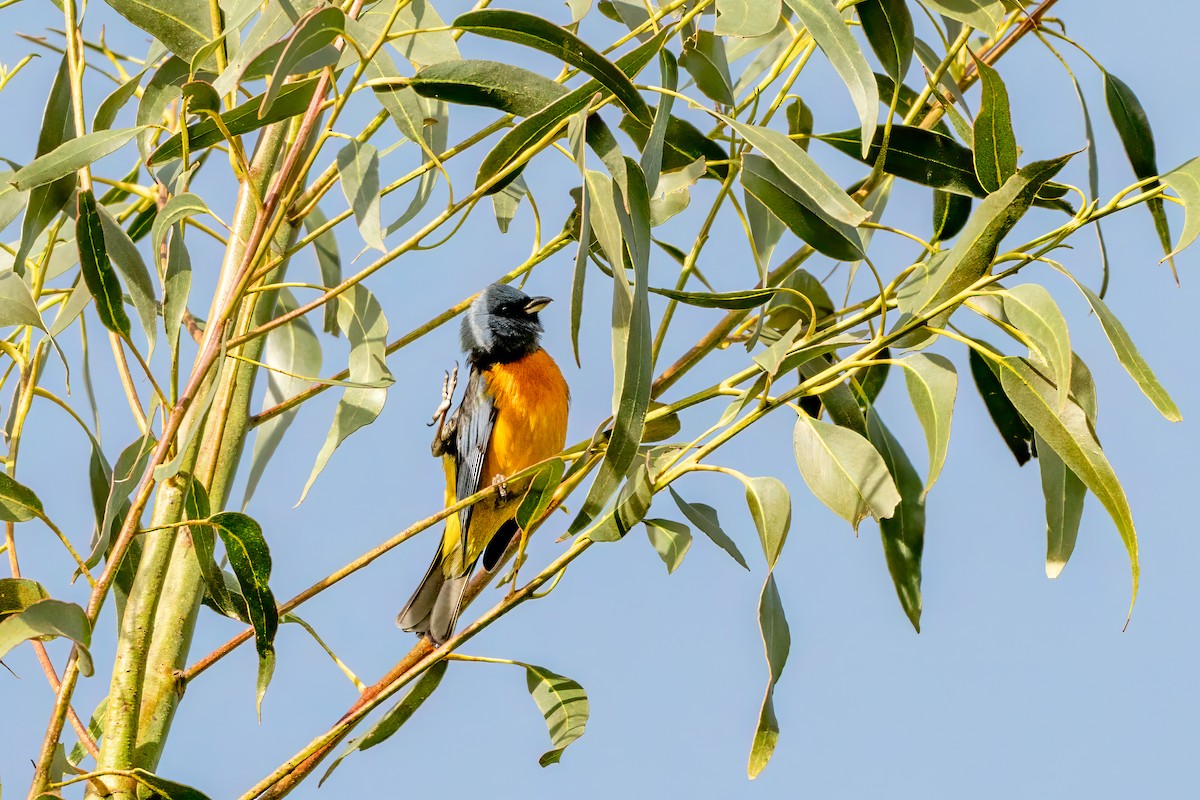 Blue-and-yellow Tanager - ML629716442