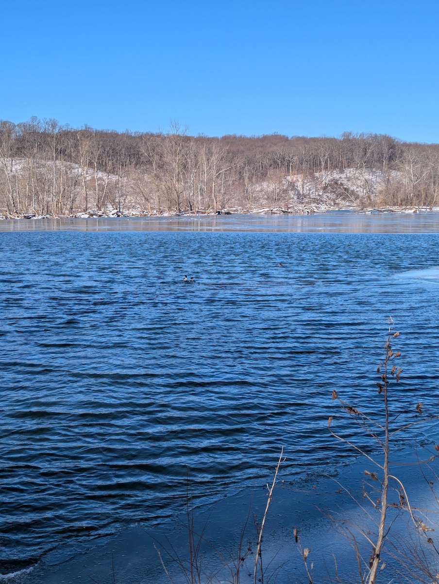 Common Merganser (North American) - ML629716480