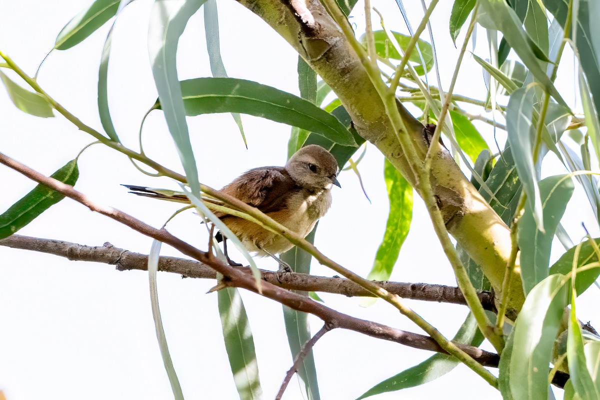 Streak-fronted Thornbird - ML629716523