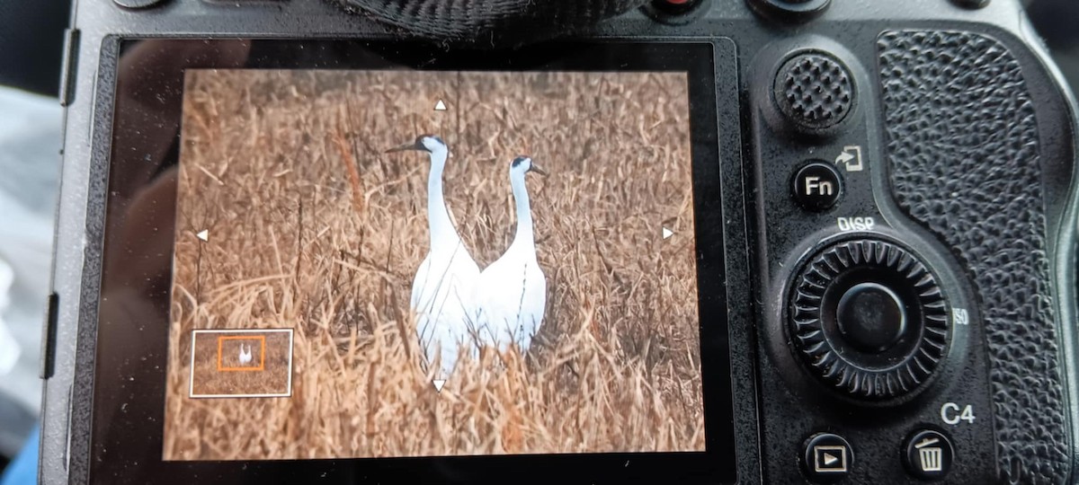 Whooping Crane - ML629716559