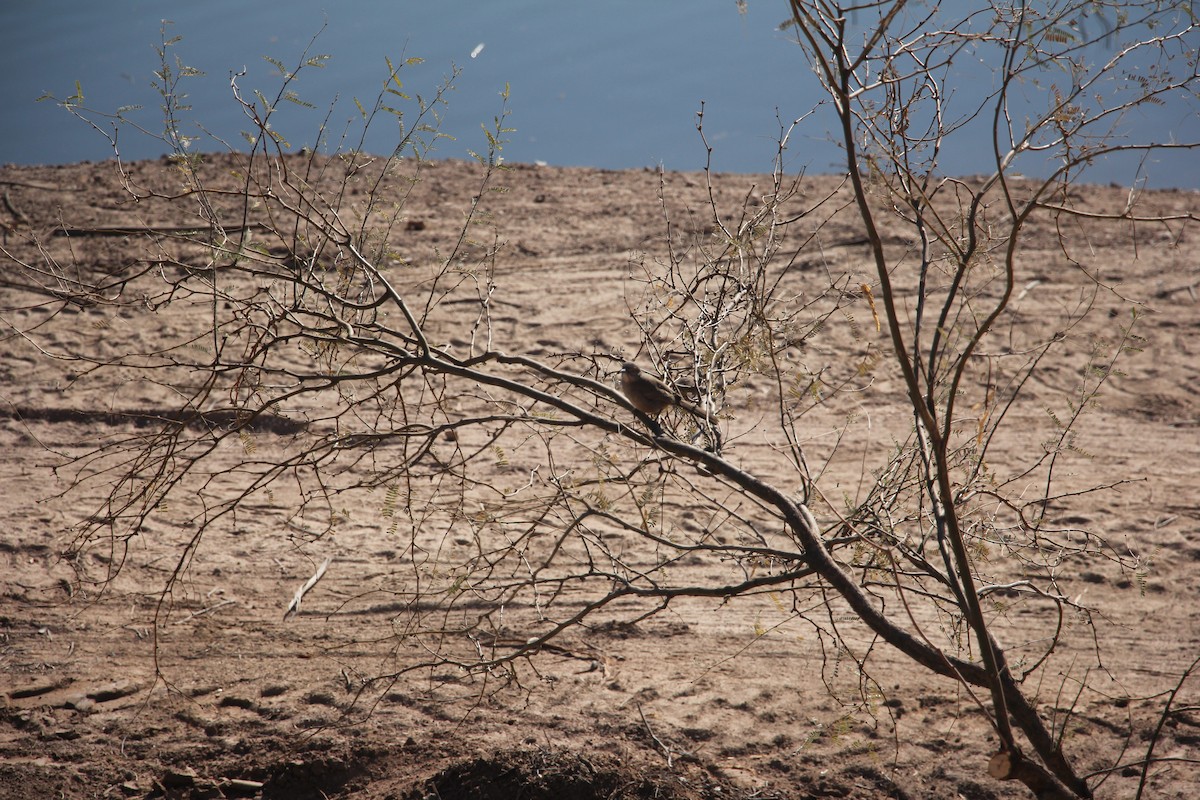 Bendire's Thrasher - ML629716593