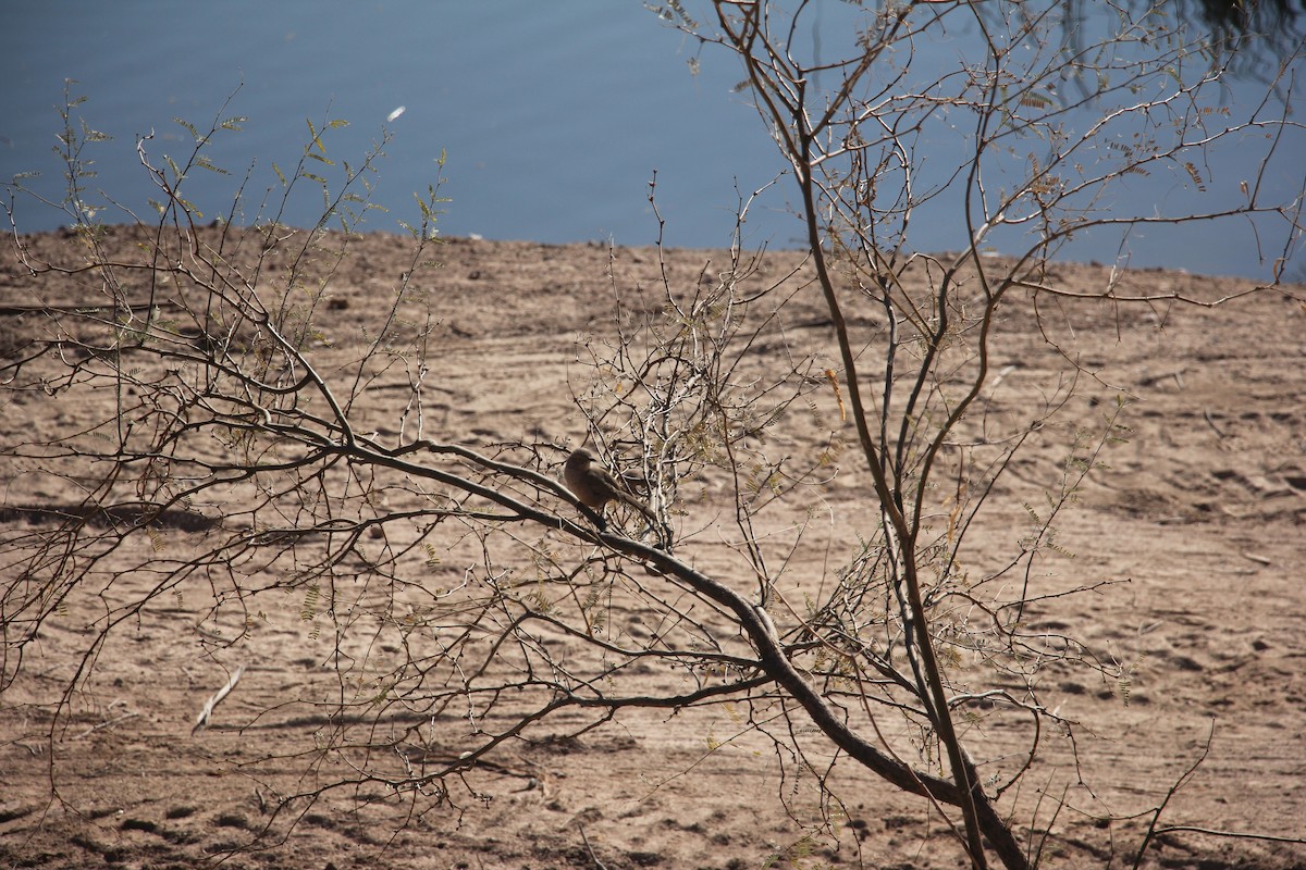 Bendire's Thrasher - ML629716594