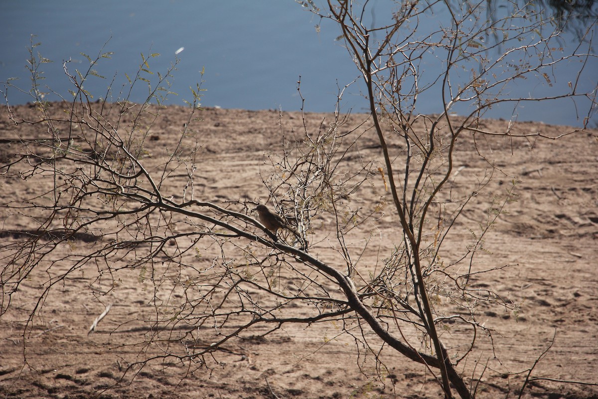 Bendire's Thrasher - ML629716595