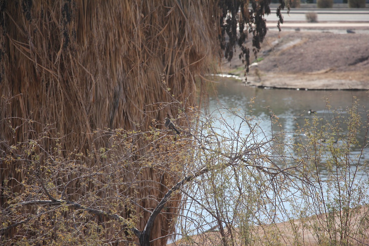 Bendire's Thrasher - ML629716596